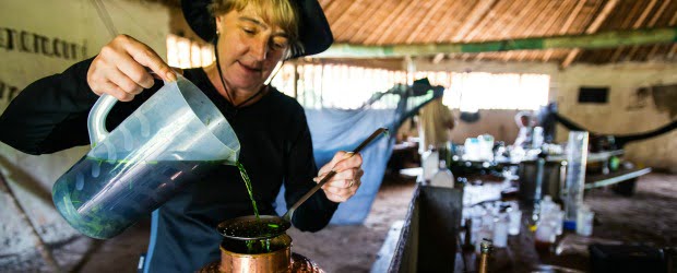 Gin Hendricks revela espécie botânica