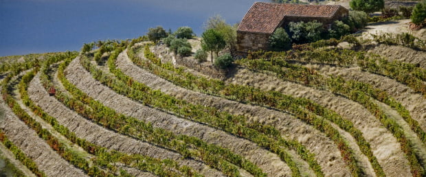 IVDP protege origem Porto e Douro na Índia