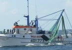 Pescanova lança Camarão de Moçambique Langostino Banana