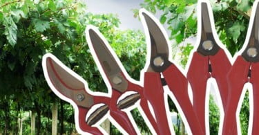 Agriloja lança gama de tesouras de vindima