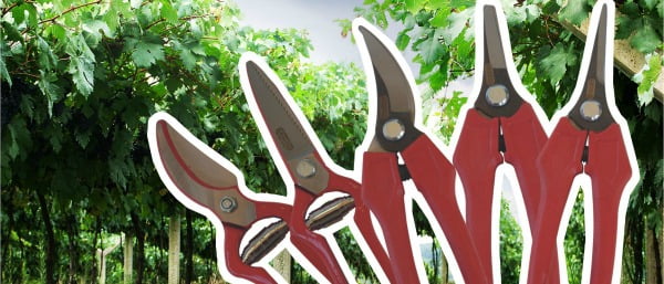 Agriloja lança gama de tesouras de vindima
