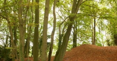 Água Serra da Estrela e IKEA já plantaram 32 mil árvores