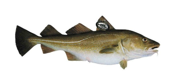 Bacalhau em degustação nas lojas da Makro