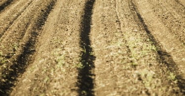 Agritorres distribui novo fertilizante e herbicida
