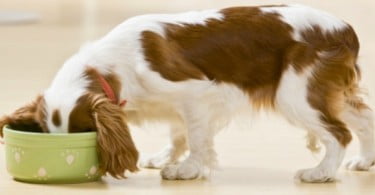 DIA já tem linha de produtos para animais de estimação