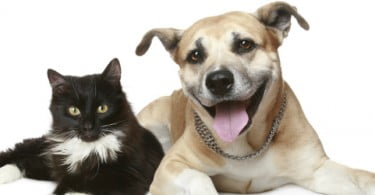 Purina ofereceu 380 000 refeições à LPDA