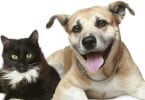 Minipreço celebra Dia do Animal com campanha