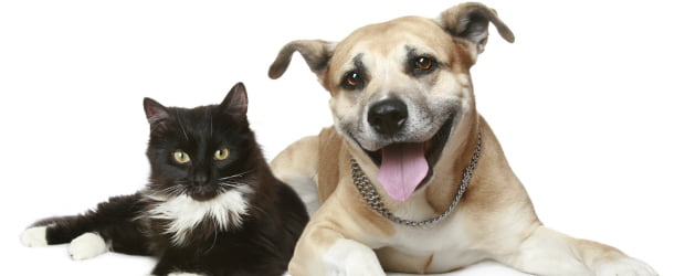 Minipreço celebra Dia do Animal com campanha