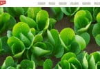 Vitacress renova site e lança Vita Lunch
