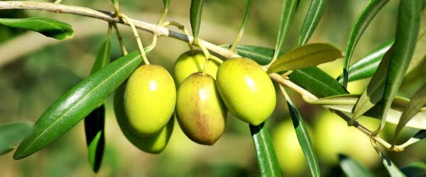 Produção de azeitona foi a maior dos últimos 50 anos