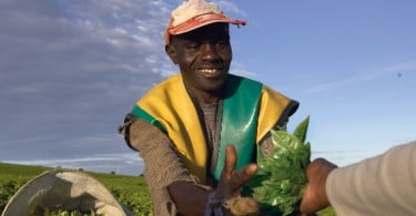 Unilever adquire certificado para óleo de soja sustentável