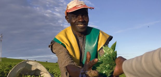 Unilever adquire certificado para óleo de soja sustentável