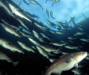 Comiss&atilde;o propõe nova avalia&ccedil;&atilde;o &agrave; pesca de bacalhau
