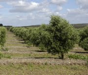 Comiss&atilde;o propõe ajuda a agricultores dos pa&iacute;ses em desenvolvimento