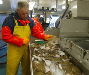 Pre&ccedil;o do peixe "marcado" para 2009