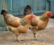 Ovos de mesa controlados contra salmonela