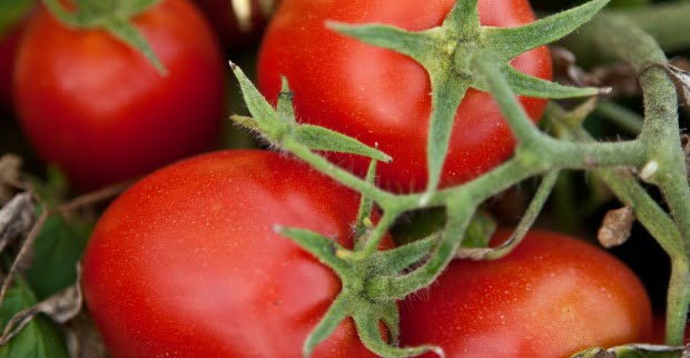 Produção da Sugal no Chile cresceu 38%