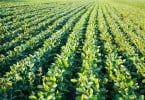 agricultura