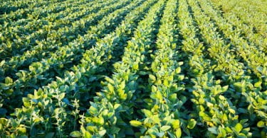 agricultura