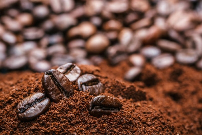borra de café julho
