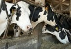 vacas leiteiras no curral Vida Rural