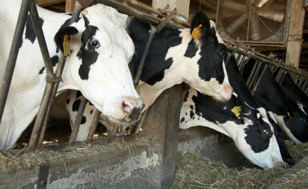 vacas leiteiras no curral Vida Rural