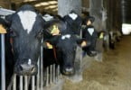 vacas leiteiras