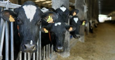 vacas leiteiras