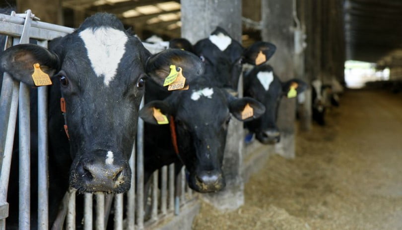 vacas leiteiras