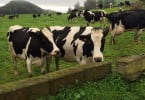 vacas felizes