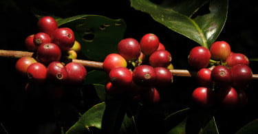 Nespresso