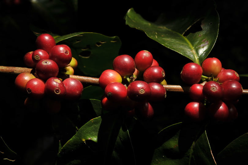 Nespresso