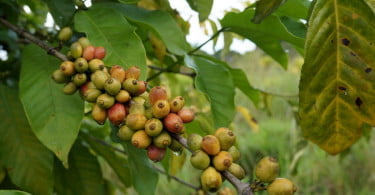 Nespresso