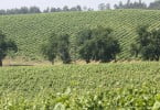 Vinhas Região dos Vinhos Verdes