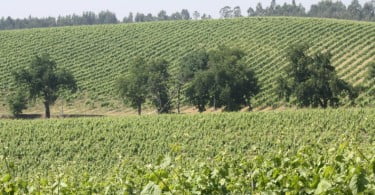 Vinhas Região dos Vinhos Verdes