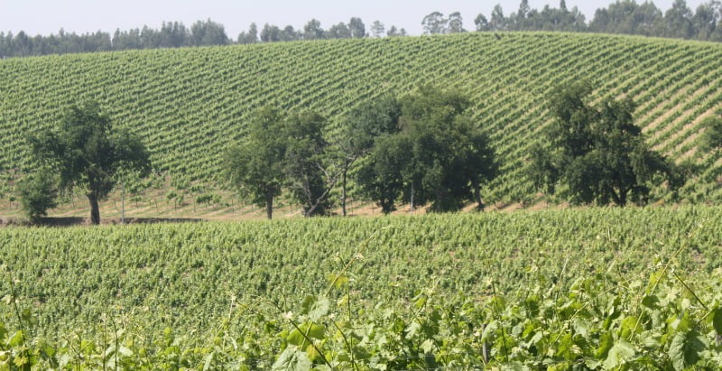 Vinhas Região dos Vinhos Verdes