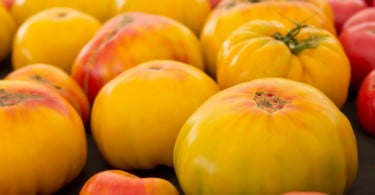 tomates feios
