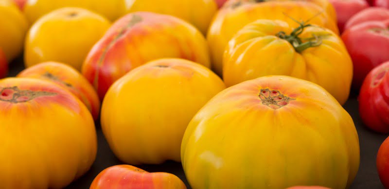 tomates feios