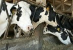 vacas leiteiras no curral Vida Rural