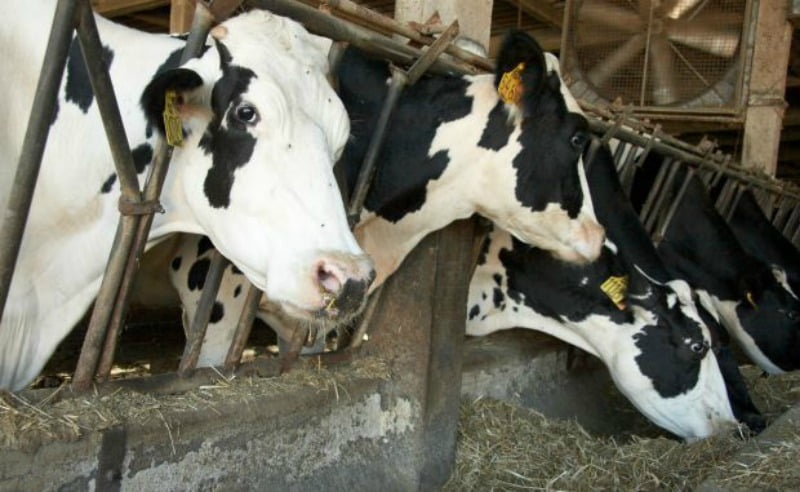 vacas leiteiras no curral Vida Rural