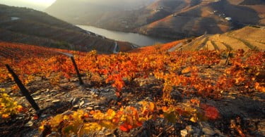 Quinta Sogrape Vinhos Vida Rural