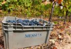 vinhos