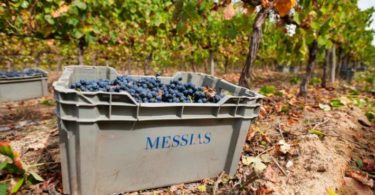 vinhos
