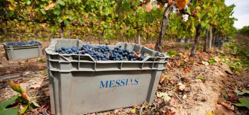 vinhos