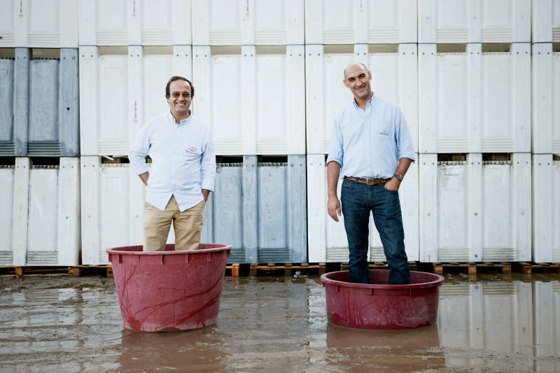 Adega Ervideira CEO