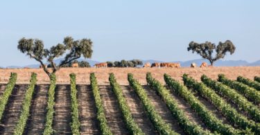 vinhos alentejanos