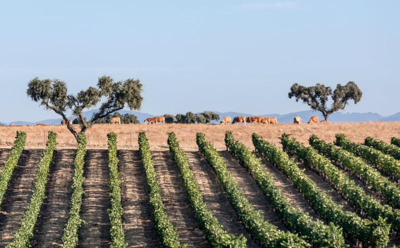 vinhos alentejanos