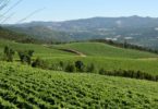 região dos vinhos verdes Distribuição Hoje