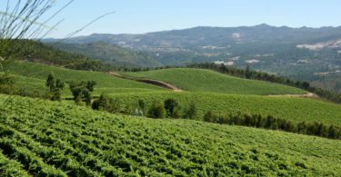 região dos vinhos verdes Distribuição Hoje