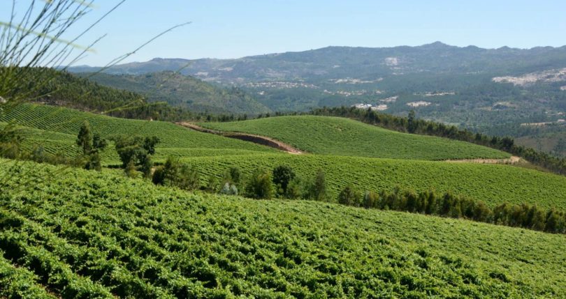 região dos vinhos verdes Distribuição Hoje
